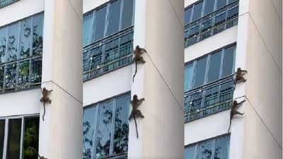 Video | आधी मनसोक्त खेळले नंतर उतरताना झाले स्पायडर मॅन, दोन माकडांची ही टेक्निक एकदा पाहाच