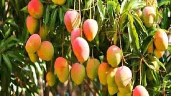 फळ पिक विमा योजना अन् शेतकऱ्यांना कसा मिळतो परतावा