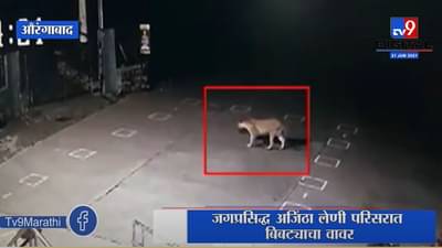 Aurangabad | औरंगाबादच्या वैजापूर येथे बिबट्याचा नागरिकांवर हल्ला, परिसरात भीतीचे वातावरण