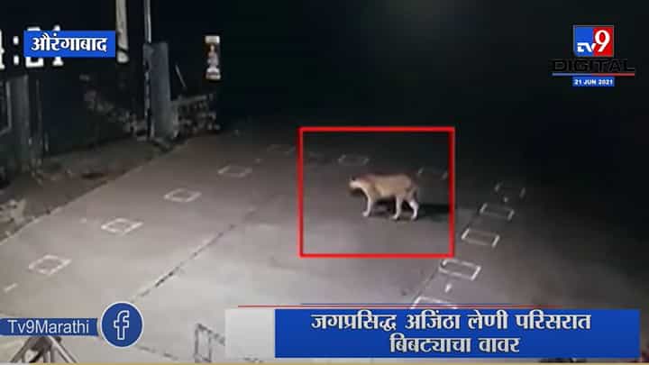 Aurangabad | औरंगाबादच्या वैजापूर येथे बिबट्याचा नागरिकांवर हल्ला, परिसरात भीतीचे वातावरण Aurangabad | औरंगाबादच्या वैजापूर येथे बिबट्याचा नागरिकांवर हल्ला, परिसरात भीतीचे वातावरण