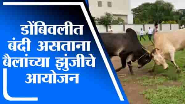 VIDEO | बंदी असतानाही डोंबिवलीत बैलांच्या झुंजीचे आयोजन, पोलिसांकडून तपास सुरु