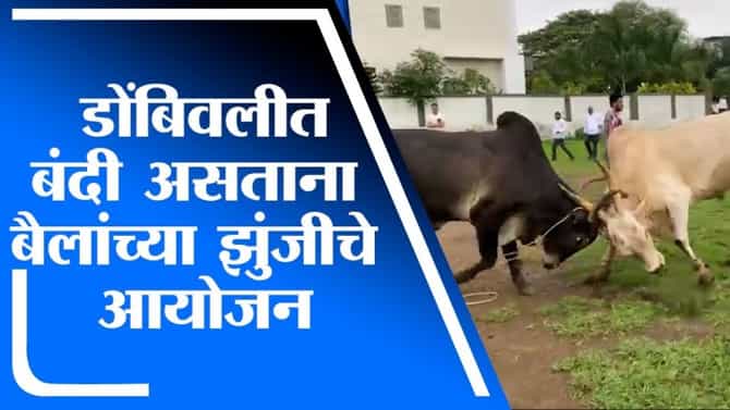 VIDEO | बंदी असतानाही डोंबिवलीत बैलांच्या झुंजीचे आयोजन, पोलिसांकडून तपास सुरु