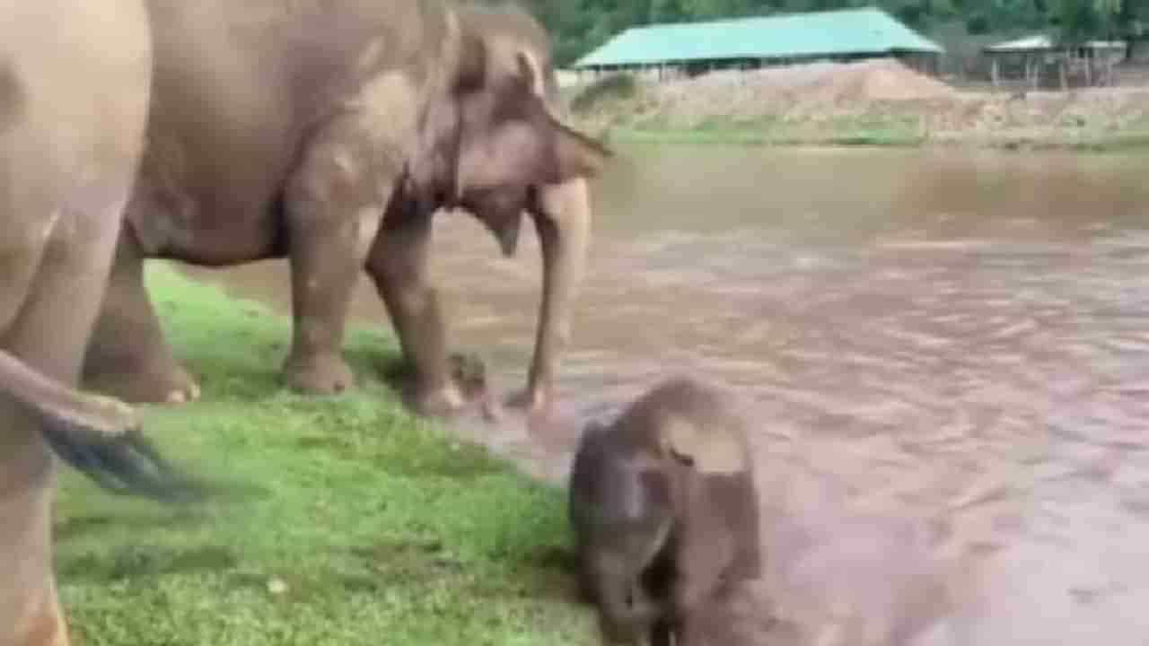 Video | हत्तीच्या पिलाची पाण्यात मस्ती, हत्तीणीची ही कृती पाहून नेटकरी खुश, पाहा व्हायरल व्हिडीओ