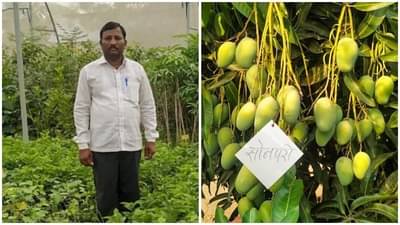 ऑटो मेकॅनिकची नोकरी सोडून शेतीचा निर्णय , आंब्याच्या बागेसह नर्सरीतून काकासाहेब सावंत यांची  50 लाखांची कमाई