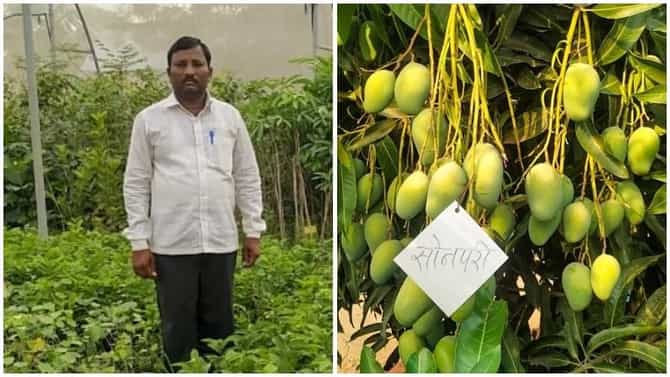 ऑटो मेकॅनिकची नोकरी सोडून शेतीचा निर्णय , आंब्याच्या बागेसह नर्सरीतून काकासाहेब सावंत यांची 50 लाखांची कमाई
