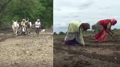 सोयाबीनची पेरणी बीबीएफ तंत्रज्ञानाद्वारे करा, दुबार पेरणीचे संकट टाळा, कृषी विभागाचा सल्ला