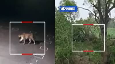 अंजिठा लेणीवर बिबट्याचा वावर, वैजापूरमध्ये दोघांवर हल्ला, औरंगाबादेत खळबळ