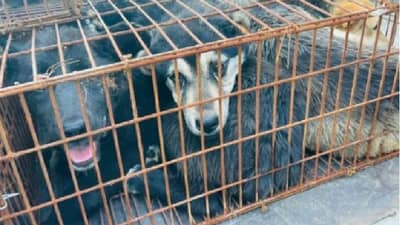 चीनचा क्रूर चेहरा, डॉग मीट फेस्टिव्हलसाठी कापणार तब्बल 5 हजार कुत्रे, जगभरातून टीकेची झोड