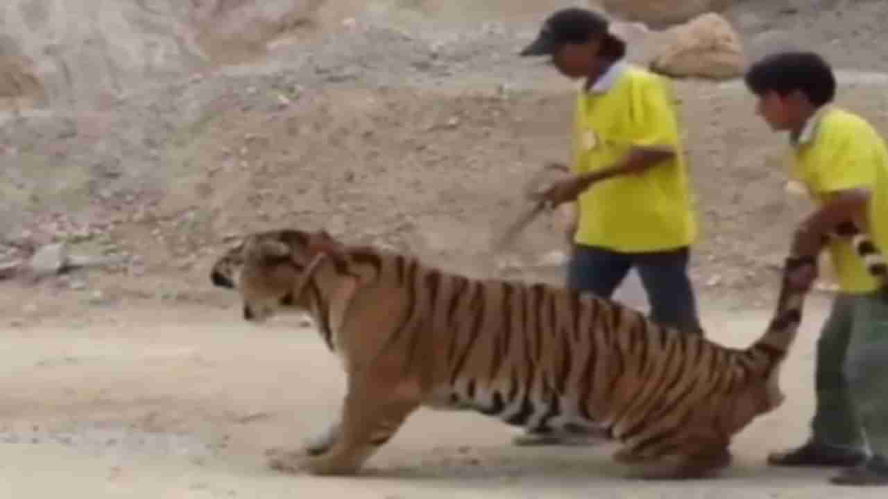 VIDEO : वाघाच्या गळ्यात पट्टा बांधून कुत्र्यासारखं ओढलं; दोन तरुणांचा हा कारनामा पाहून लोक म्हणाले...