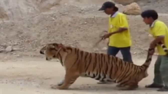 VIDEO : वाघाच्या गळ्यात पट्टा बांधून कुत्र्यासारखं ओढलं; दोन तरुणांचा हा कारनामा पाहून लोक म्हणाले...