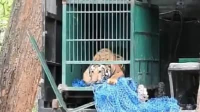 Video | पिंजऱ्यात डांबून जंगलात आणलं, बाहेर आल्यानंतर वाघाने काय केलं ? एकदा पाहाच