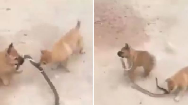 Video | सापाला तोंडात धरून गोल-गोल फिरवलं, कुत्र्याच्या पिल्लांची करामत एकदा पाहाच !