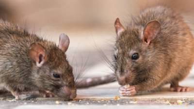 बेशुद्ध पडलेल्या रुग्णाचे डोळे उंदरांनी कुरतडले, राजावाडी पालिका रुग्णालयातील गंभीर प्रकार