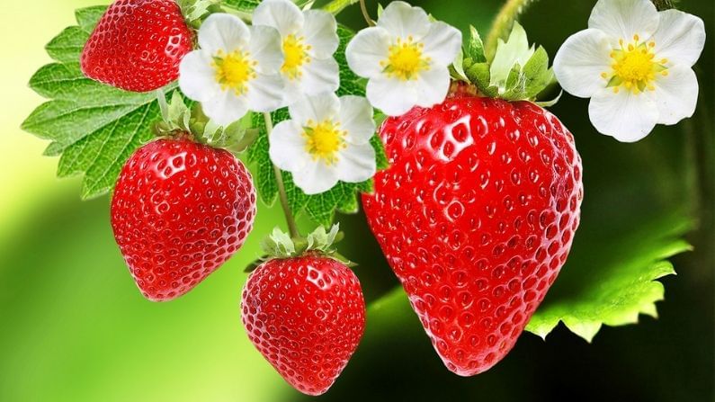 स्ट्रॉबेरी शेतीतून मोठ्या कमाईची हमी, शेतकऱ्यांना एक एकरात 8 लाखांच्या उत्पन्नाची संधी