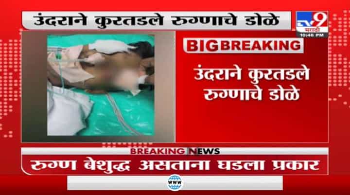 उंदराने बेशुद्ध रुग्णाचे डोळे कुरतडले, मुंबईच्या राजावाडी हॉस्पिटलमधील धक्कादायक घटना उंदराने बेशुद्ध रुग्णाचे डोळे कुरतडले, मुंबईच्या राजावाडी हॉस्पिटलमधील धक्कादायक घटना