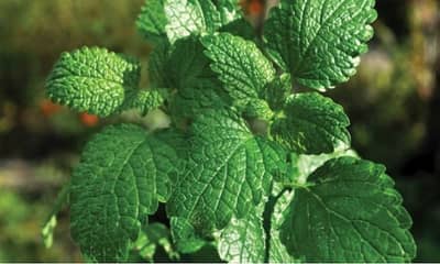 शरीर थंडा थंडा कूल कूल ठेवायचंय?, तर या पदार्थांचा आहारात समावेश हवा!