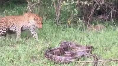 Video | अजगर पिल्लांवर चाल करुन आला, नंतर बिबट्याने जे केलं ते एकदा पाहाच !