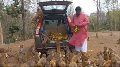 Video | माणूस कारमधून उतरताच शेकडो माकडांची गर्दी, नेमके कारण काय ? पाहा व्हिडीओ