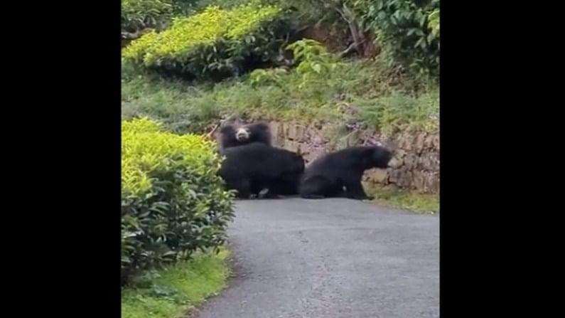 Video : जंगलातून जात होता दुचाकीस्वार, समोर आली तीन अस्वलं, पुढे काय झालं...