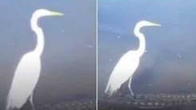 Video : मगरीच्या पाठीवर बसला सारस पक्षी, व्हिडीओ पाहून नेटकरी हैराण