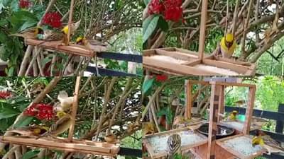 पक्ष्यांच्या किलबिलाटाने होणारी सकाळ क्वचितच, पक्षीमित्राने डोकं लावलं, चिमण्यांची अंगणामध्ये गर्दी करायला सुरुवात!