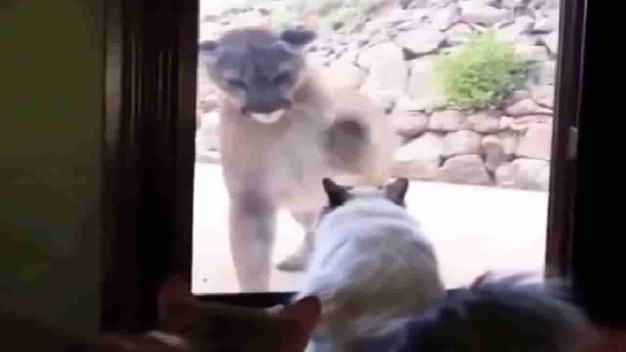 VIDEO : सिंहाला पाहिल्यावर मांजरेची शक्कल, मजेदार व्हिडीओ पाहून तुम्हीही पोटधरुन हसाल!