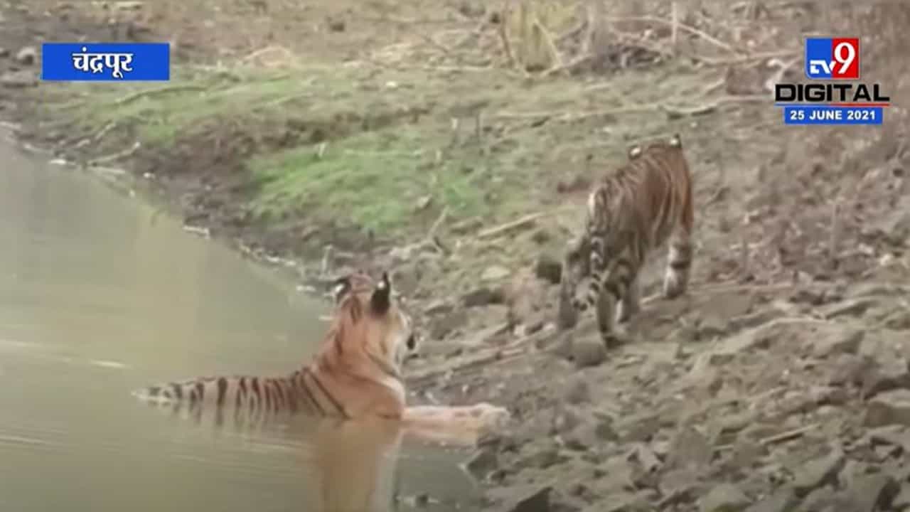 Chandrapur मधील ताडोबा, अंधारी व्याघ्र प्रकल्प पर्यटकांसाठी खुला