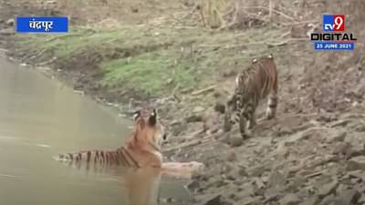 Chandrapur मधील ताडोबा, अंधारी व्याघ्र प्रकल्प पर्यटकांसाठी खुला