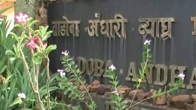 चंद्रपुरातील ताडोबा-अंधारी व्याघ्र प्रकल्प 5 दिवस पर्यटकांसाठी खुला, थेट प्रवेशद्वारावरच बुकिंग मिळणार