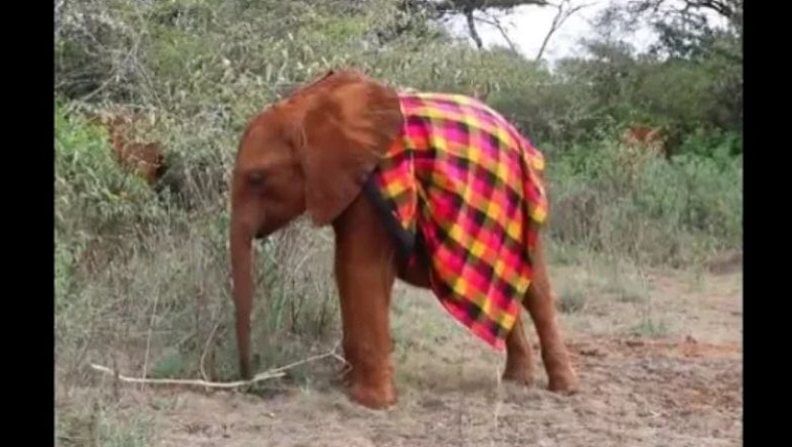 Video : जंगलात मस्ती करणारा हा छोटा हत्ती देतोय सामाजिक संदेश, व्हिडीओ पाहून नेटकरीही चकित