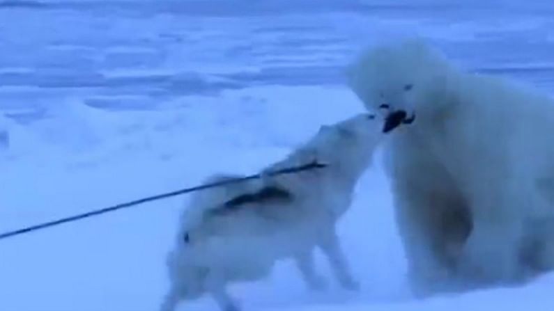 Video : महाकाय हिम अस्वलावर कुत्र्याचा हल्ला, व्हिडीओमध्ये पाहा कोण पडलं कोणावर भारी