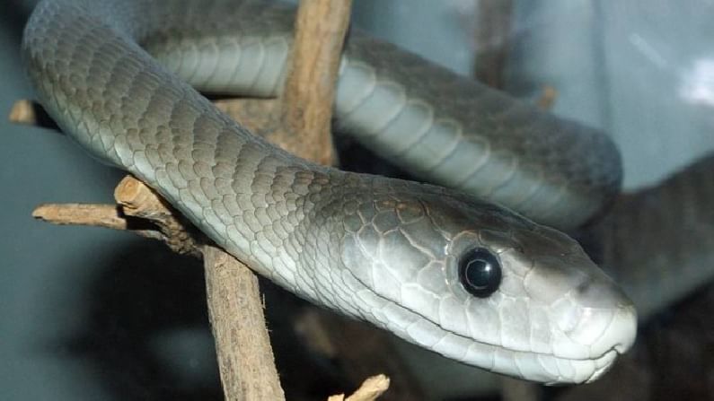 जगातील सर्वात विषारी साप, दंश केल्यानंतर अवघ्या 15 मिनिटात होतो मृत्यू, जाणून घ्या 'ब्लॅक मांबा'बद्दल