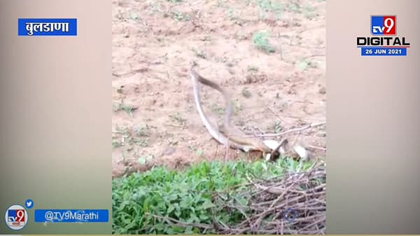 Buldhana | संग्रामपूरच्या वानखेड फाटादरम्यान नाग नागिणीचा प्रणयक्रीडा कैद