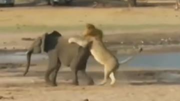 Video | भुकेलेल्या सिंहाची हत्तीच्या पिल्लावर झडप, शिकारीचा थरारक व्हिडीओ एकदा पाहाच