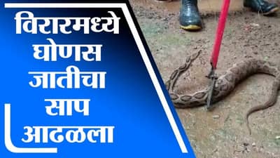 VIDEO | मुसळधार पावसामुळे सापांचा सुळसुळाट, विरारमध्ये विषारी सापाला पकडण्यात अग्निशमन दलाला यश