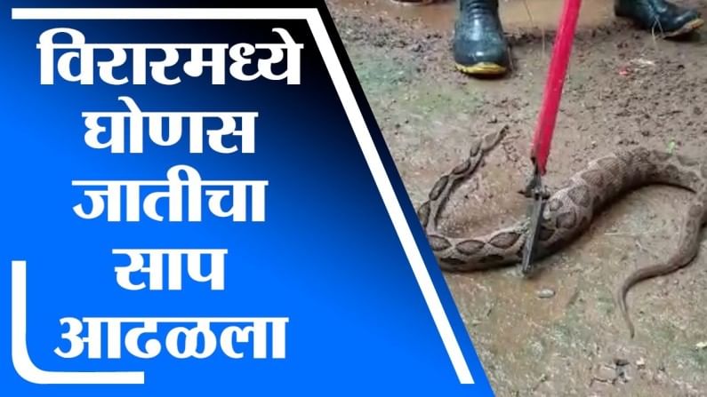 VIDEO | मुसळधार पावसामुळे सापांचा सुळसुळाट, विरारमध्ये विषारी सापाला पकडण्यात अग्निशमन दलाला यश