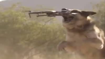 Video | पाळत ठेवत असल्याचे समजताच कुत्रा खवळला, एका क्षणात ड्रोनला पाडलं, पाहा व्हायरल व्हिडीओ