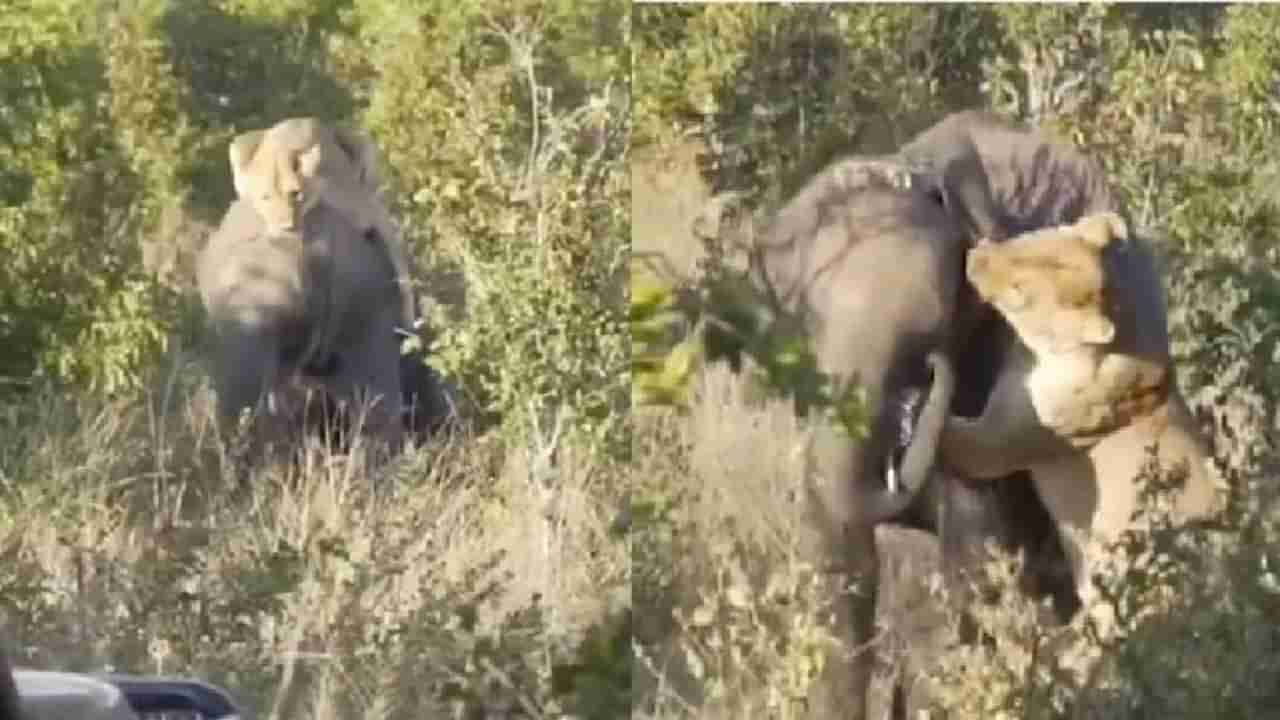 Video | मग्न असल्याचे बघताच सिंहिणीचा अचानपणे हल्ला, हत्तीने पुढे काय केले ? एकदा पाहाच