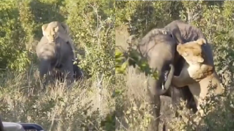 Video | मग्न असल्याचे बघताच सिंहिणीचा अचानपणे हल्ला, हत्तीने पुढे काय केले ? एकदा पाहाच