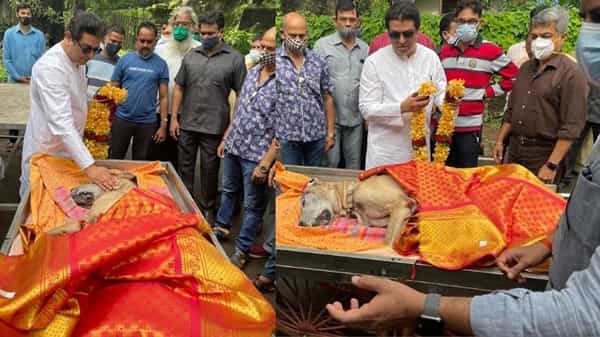महाराष्ट्र नवनिर्माण सेनेचे अध्यक्ष राज ठाकरे यांचे श्वानप्रेम सर्वश्रुत आहे. राज ठाकरेंच्या श्वान कुटुंबातील एका कुत्र्याचे नुकतेच निधन झाले. राज ठाकरे यांच्या 'जेम्स' नावाच्या श्वानाचे सोमवारी रात्री 12 वाजण्याच्या सुमारास निधन झाले.