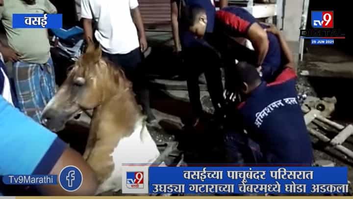 Vasai Horse Rescue | वसईत उघड्या गटाराच्या चेंबरमध्ये अडकलेल्या घोड्याला काढलं बाहेर Vasai Horse Rescue | वसईत उघड्या गटाराच्या चेंबरमध्ये अडकलेल्या घोड्याला काढलं बाहेर