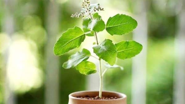 चावून खायचं की तसच गिळायचं? तुळशीच्या पानाचं नेमकं काय करायचं? वाचा सविस्तर