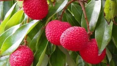 Skin Care : त्वचेला ग्लो आणायचाय?, एकदा लीचीचा हा फेसपॅक वापरा, रिझल्ट पाहा...