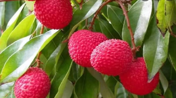 Skin Care : त्वचेला ग्लो आणायचाय?, एकदा लीचीचा हा फेसपॅक वापरा, रिझल्ट पाहा...