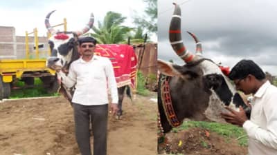 6 फूट उंच, 10 फूट लांब, 1 टन वजन, महाराष्ट्रातल्या सगळ्यात मोठ्या बैलाचं निधन