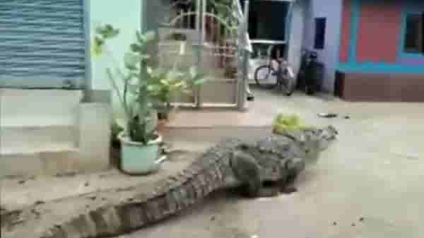 Video | मानवी वस्तीत मगर शिरल्याने एकच खळबळ, व्हिडीओ सोशल मीडियावर व्हायरल