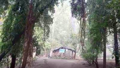 झाडं तोडल्याने तीन भावांना 14 दिवसांची कोठडी, महाराष्ट्रातील कोर्टाचा मोठा निर्णय