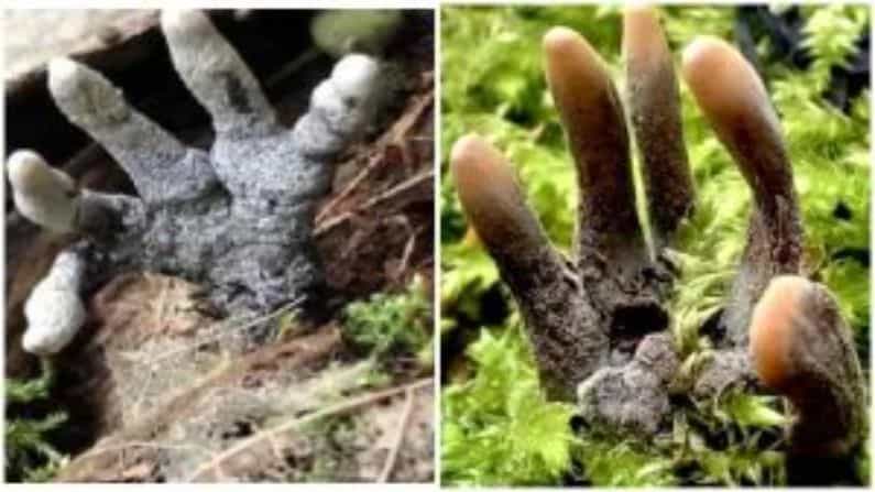 हे जग अनोख्या गोष्टींनी परिपूर्ण आहे. कधीकधी अशा गोष्टी समोर येतात ज्याबद्दल जाणून घेतल्यास आपण आश्चर्यचकित होतो. नुकतंच काळात बुरशीची एक दुर्मिळ प्रजाती दिसली. जी एखाद्या झोम्बीच्या हातासारखी दिसते.
