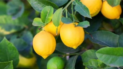 सुंदर मी होणार! लिंबाच्या रसामध्ये हे घटक मिक्स करून चेहऱ्याला लावा, फरक बघाच!