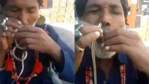 Video | माणसाने जिंवत साप पकडला अन् नाकात टाकला, पुढे काय झालं ? एकदा पाहाच